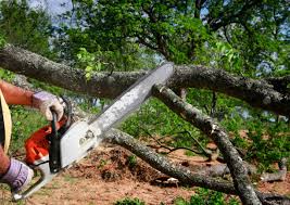 Best Tree Preservation Services  in Riverwoods, IL